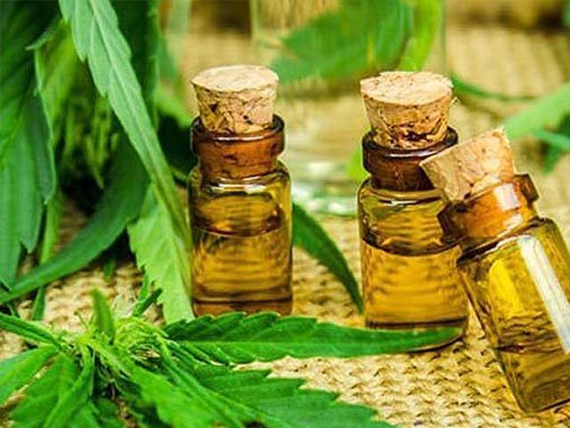 الفوائد الصحية لزيت القنب الهندي &#8221; Cannabis &#8220;