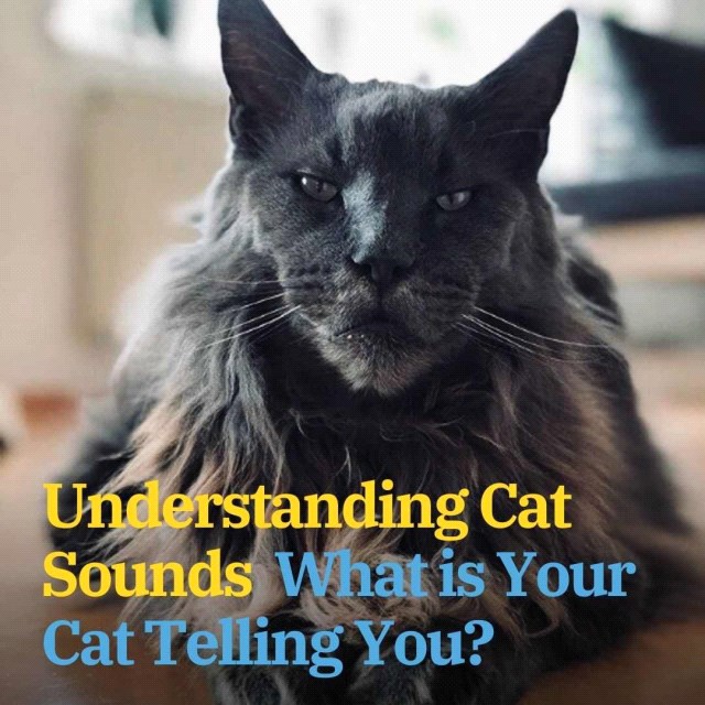 Understanding Cat Sounds – What is Your Cat Telling You?