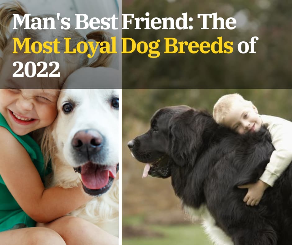 Eleven Most Loyal Dog Breeds of 2022, Are you looking For Loyal Companion Dog?