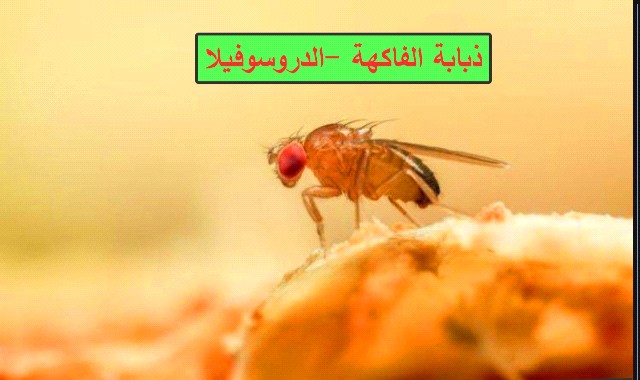 الحشرة المعجزة حشرة الدروسوفيلا (ذبابة الفاكهة)