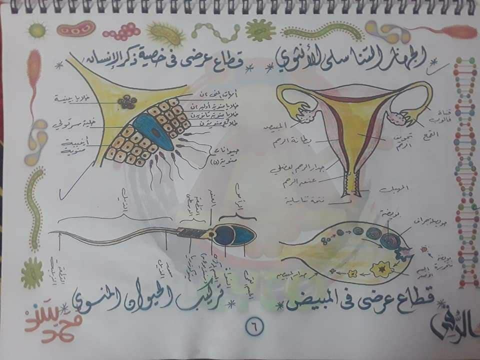 تجميع لكل رسومات الأحياء - للثانوية العامة