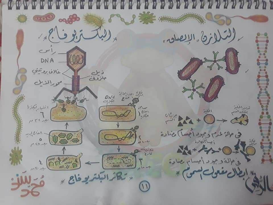 تجميع لكل رسومات الأحياء - للثانوية العامة