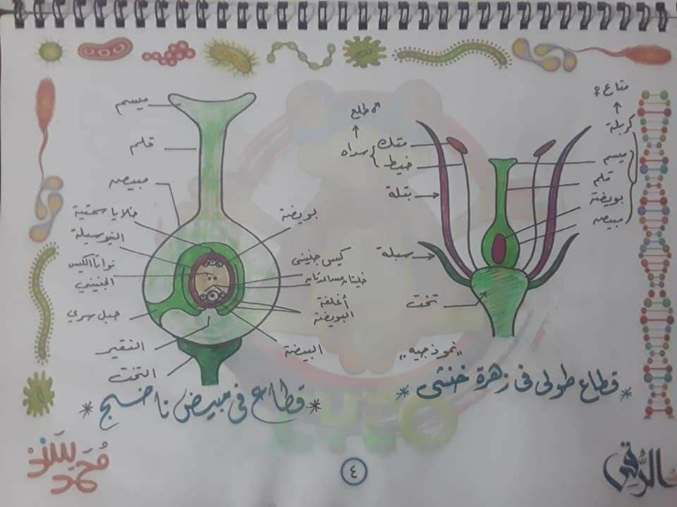 تجميع لكل رسومات الأحياء - للثانوية العامة